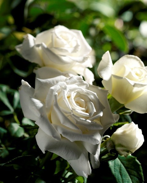 Obituary of Dixie Darlene Chaney