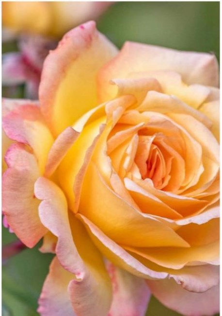 Obituary of Ruth Esther Vitari