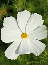 Obituary of Alice P. Hughes