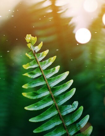 Obituary of Douglas Arthur Jones