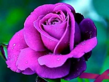 Obituary of Laura Galano