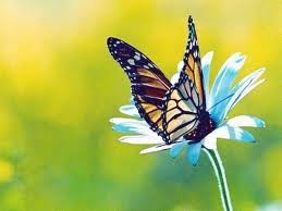 Obituary of Emily Johnson