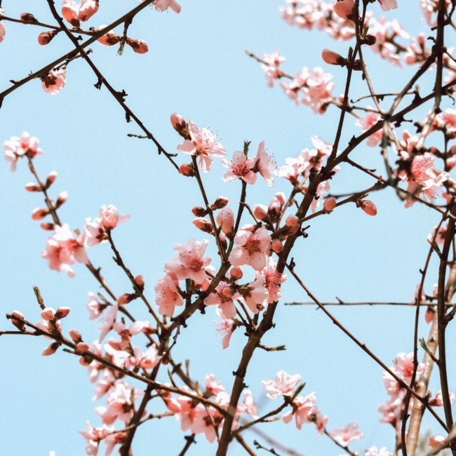 Obituary of Nicole Lee Uyematsu