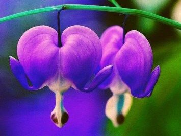 Obituary of Jacqueline Rose Hunt