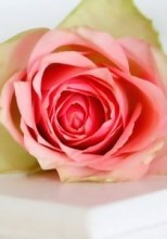 Obituary of Anne Beechick