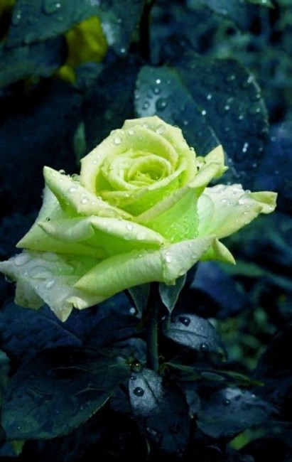 Obituario de Mrs. Fledia B. Hawkins