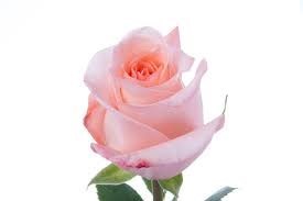 Obituary of Lorraine Ferris Nelson