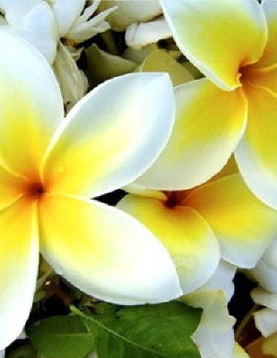Obituary of Naomi Brown
