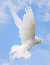 Obituary of Raul Leos Perez