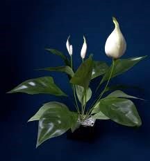 Obituary of Lilly Grace Marie Terry