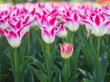 Obituary of Martha A. Doster