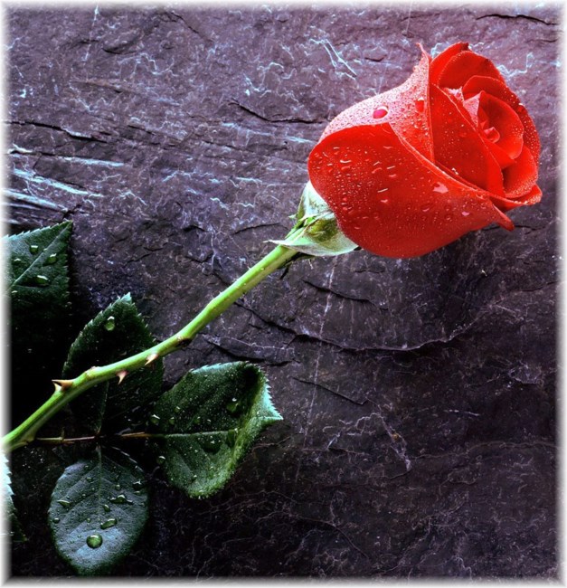 Obituary of Joan Dougherty