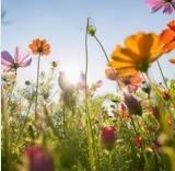 Obituario de Nelly Silva Jiménez