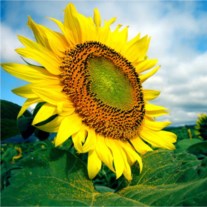 Obituary of Elizabeth Rogers Anderson