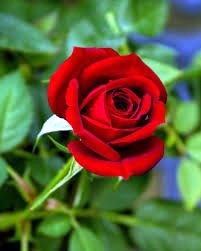 Avis de décès de Patricia Rose Newquist