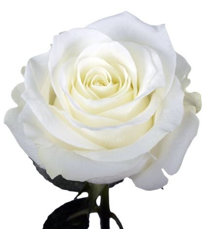 Obituary of Veronica Lynn Moran-Caverty