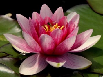 Obituary of Adele K Pagano