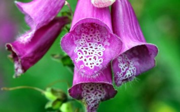 Obituary of Peggy Joyce Neal