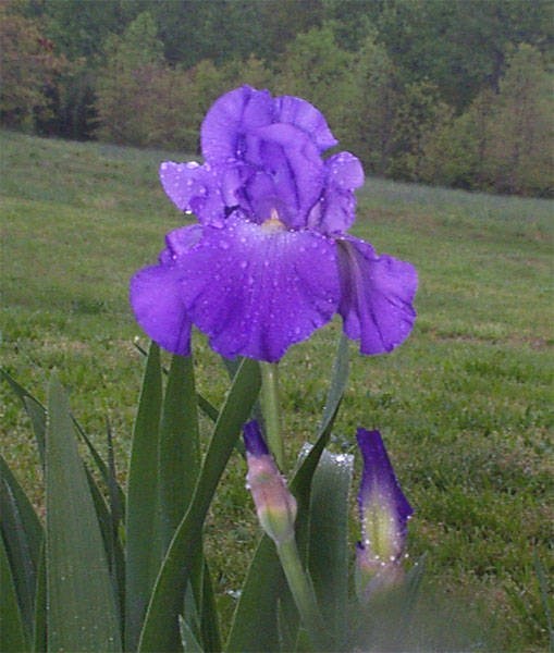 Obituary of Geneva Franklin Barber