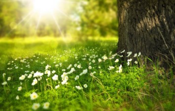 Obituary of Donald Henry Friesen