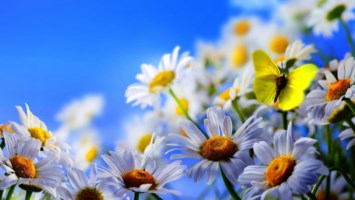 Obituary of Leslie Adele Roel