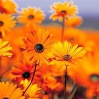Obituary of Jane Davis