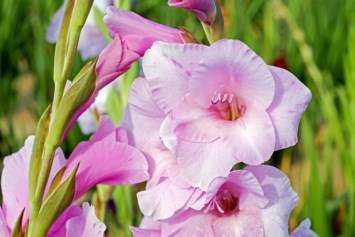 Obituary of Gladys Annette Berheim