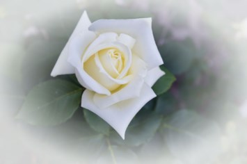 Obituary of Maryann Humber