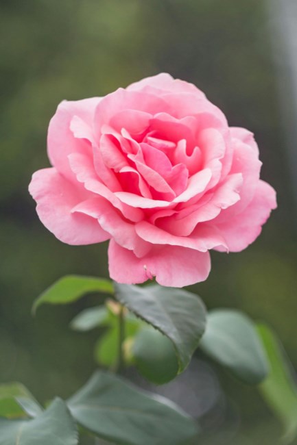 Obituary of Charlene Rose Paquette