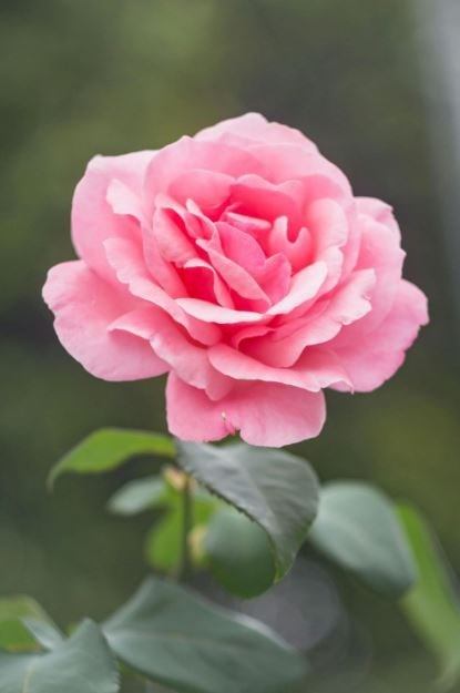 Obituary of Marie Claire Robinson