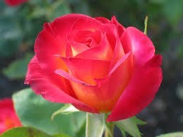 Obituary of Joan Lucy Fowler
