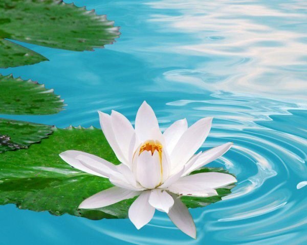 Obituary of Quyen Thi Nguyen