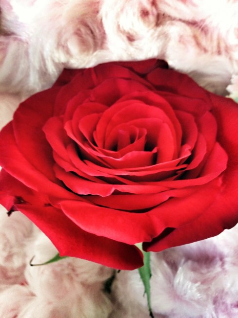 Obituario de Rose Meldrum