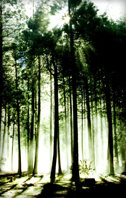 Obituary of David Fortin Greene