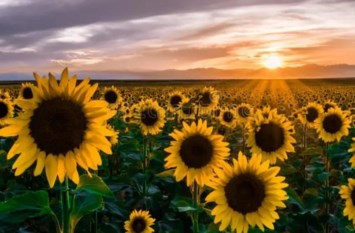 Obituary of Elizabeth Clara Medley