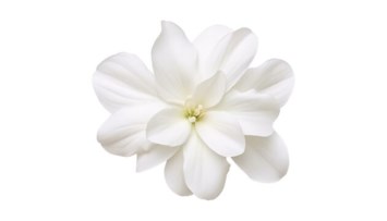 Obituary of Negdar Victoria Chiranian