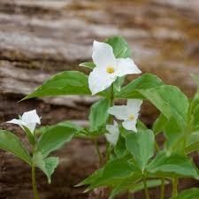 Avis de décès de Donna Jean Moriarty