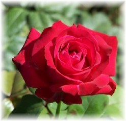 Obituary of Sherry Lynne Hamilton