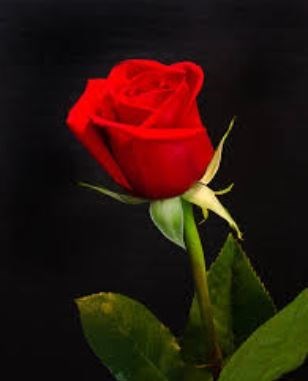 Obituary of Maria Elena Ortega