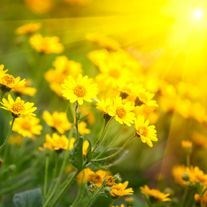 Obituary of Lorena Belle Beckwith