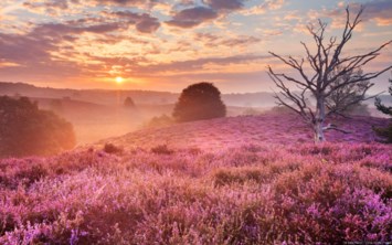 Obituary of Sylvia Friedman