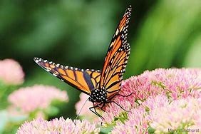 Obituario de Joyce Amos Kilcoyne