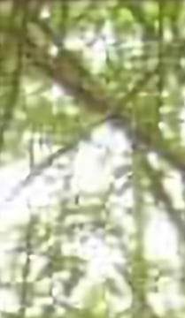 Floyd Haynes Obituary El Dorado, AR