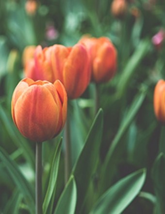 Obituary of Alice Ann  Bidwell
