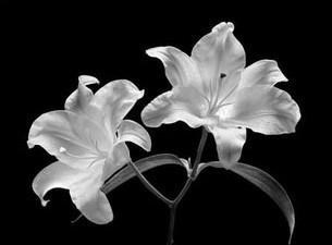Obituary of Irene McAuley