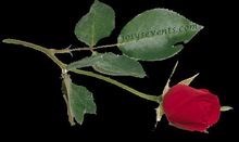 Obituary of Bonnie L. Stambaugh