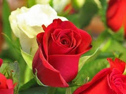 Obituary of Hilda Noll-Mielo