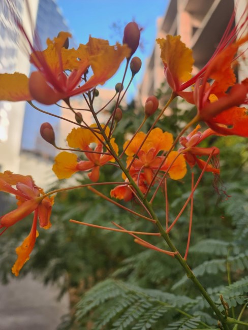 Obituary of Renee Louise Middleton