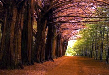 Obituary of Thomas Gerard Vanslyke