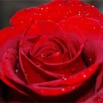 Obituary of Frances G Saul